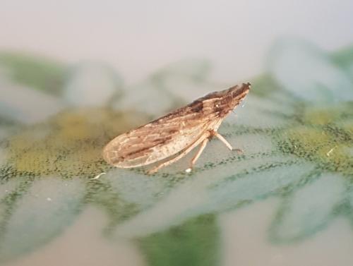 Réf. 218 694 : Eupelix cuspidata